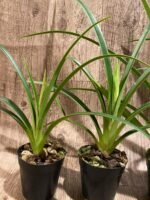 In Spike - Phragmipedium(longifollum 'Blast as Night' x sib (3.5” pot) - Image 3