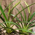 In Spike - Phragmipedium(longifollum 'Blast as Night' x sib (3.5” pot)