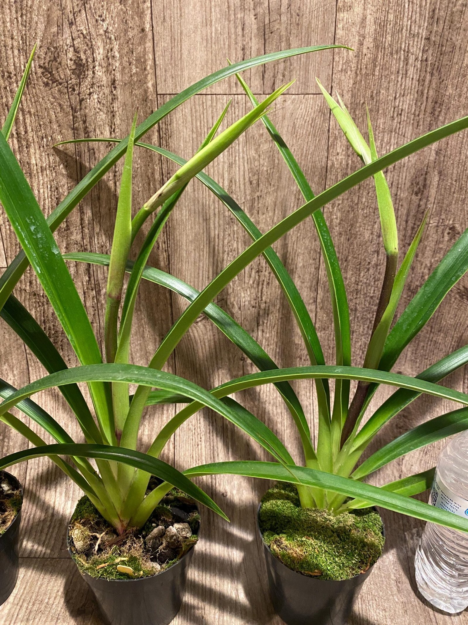 il_fullxfull.7438458057_hry1.jpg In Spike - Phragmipedium(longifollum 'Blast as Night' x sib (3.5” pot) - Image 1