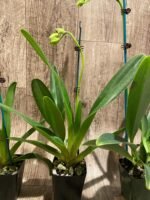 In Spike Paphiopedilum Quintal Wonder (dianthum alba x haynaldianum alba) (3.5” Pot) - Image 6