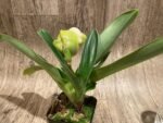 In Spike Paphiopedilum ( Golden Emperor Pagan × Terry Jarvi 'Bollinger') with 2 New Growths (3.5” pot) - Image 7