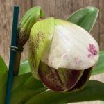 In Spike Paphiopedilum ( Golden Emperor Pagan × Terry Jarvi 'Bollinger') Aladdin 'Master Piece' AM/AOS × Paph. Jenna Marie 'Sparkle' (3.5” pot)