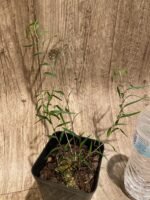 Dendrobium papilio × sib (3.5” pot) - Image 6