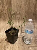 Dendrobium papilio × sib (3.5” pot) - Image 2