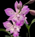 Epicatarthron Hilo Adventure Blooming Size (2” Pot) - Image 2