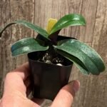 Paphiopedilum Topaz Charm x Greyi BS (2” pot)