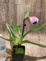 In Spike Paphiopedilum (Pacific Fire x Lippewunder Oaky x Paph. Cali Charm 'December' (3.5” pot) - Image 4