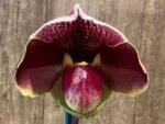 In Spike Paphiopedilum In-Charm Hamavin 'Fireball' x Paph. Christmas Robe 'Sexy‘ (3.5” pot)