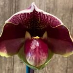 In Spike Paphiopedilum In-Charm Hamavin 'Fireball' x Paph. Christmas Robe 'Sexy‘ (3.5” pot)
