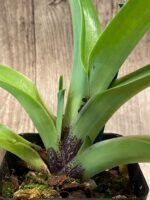 In Spike Paphiopedilum In-Charm Hamavin 'Fireball' x Paph. Christmas Robe 'Sexy‘ (3.5” pot) - Image 7