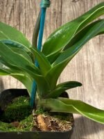 In Spike Paphiopedilum Lovely Val 'Jackpot' x Paph. Katai's Golden Emerald 'Lemon Tree' (3.5” pot) - Image 6