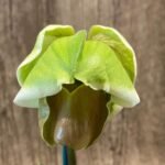 In Spike Paphiopedilum Lovely Val 'Jackpot' x Paph. Katai's Golden Emerald 'Lemon Tree' (3.5” pot)