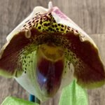 In Spike Paphiopedilum Winston Churchill 'Indomitabie' FCC/AOS x Paph. Jaeger 'Bold Spots’'+ 6 New Growths (3.5' pot)