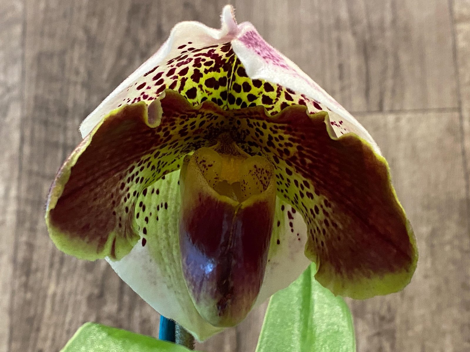 il_fullxfull.7443953535_4r9s.jpg In Spike Paphiopedilum Winston Churchill 'Indomitabie' FCC/AOS x Paph. Jaeger 'Bold Spots’'+ 6 New Growths (3.5' pot) - Image 1