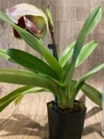 In Spike Paphiopedilum Winston Churchill 'Indomitabie' FCC/AOS x Paph. Jaeger 'Bold Spots’'+ 6 New Growths (3.5' pot) - Image 3