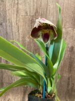 In Spike Paphiopedilum Winston Churchill 'Indomitabie' FCC/AOS x Paph. Jaeger 'Bold Spots’'+ 6 New Growths (3.5' pot) - Image 2