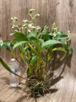 15 SPIKES - Dendrobium Little Norman (Little Astro x normanbyense) (3.5” pot) - Image 4