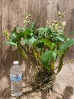 15 SPIKES - Dendrobium Little Norman (Little Astro x normanbyense) (3.5” pot) - Image 6