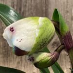 In Spike Paphiopedilum Hilo Spotter 'New Star' × Paph. Aladdin 'Sumo Size' (3.5” pot)