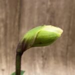 In Spike Paphiopedilum QF Hawaiian Charm  (Paph. QF Hawaiian Halo x Topaz Charm) (3.5” pot)