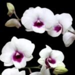 In Spike - Dendrobium Glory White (3.5” pot) - Image 2