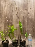 In Spike - Dendrobium Glory White (3.5” pot) - Image 5