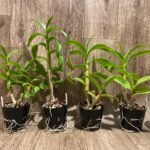 Dendrobium Thongchai Gold x Pinnawata (3.5” Pot)