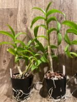 Dendrobium Thongchai Gold x Pinnawata (3.5” Pot) - Image 2