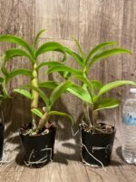 Dendrobium Thongchai Gold x Pinnawata (3.5” Pot) - Image 5