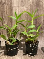 Dendrobium Toshiko Blue x Izumi (3.5” Pot) - Image 3