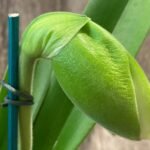 In Spike Paphiopedilum Sorcerer's Prime 'Giant Dorsal' × Paph. Hsinying Gold 'Sunshine Gold' (3.5” pot)