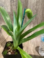 In Spike Paphiopedilum Sorcerer's Prime 'Giant Dorsal' × Paph. Hsinying Gold 'Sunshine Gold' (3.5” pot) - Image 4