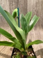 In Spike Paphiopedilum Sorcerer's Prime 'Giant Dorsal' × Paph. Hsinying Gold 'Sunshine Gold' (3.5” pot) - Image 3