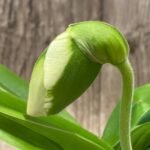 Double  Spikes Paphiopedilum Giantstone 'Sweet Baby' x Paph. Katai's Emerald 'Twin Sisters' (3.5” pot)