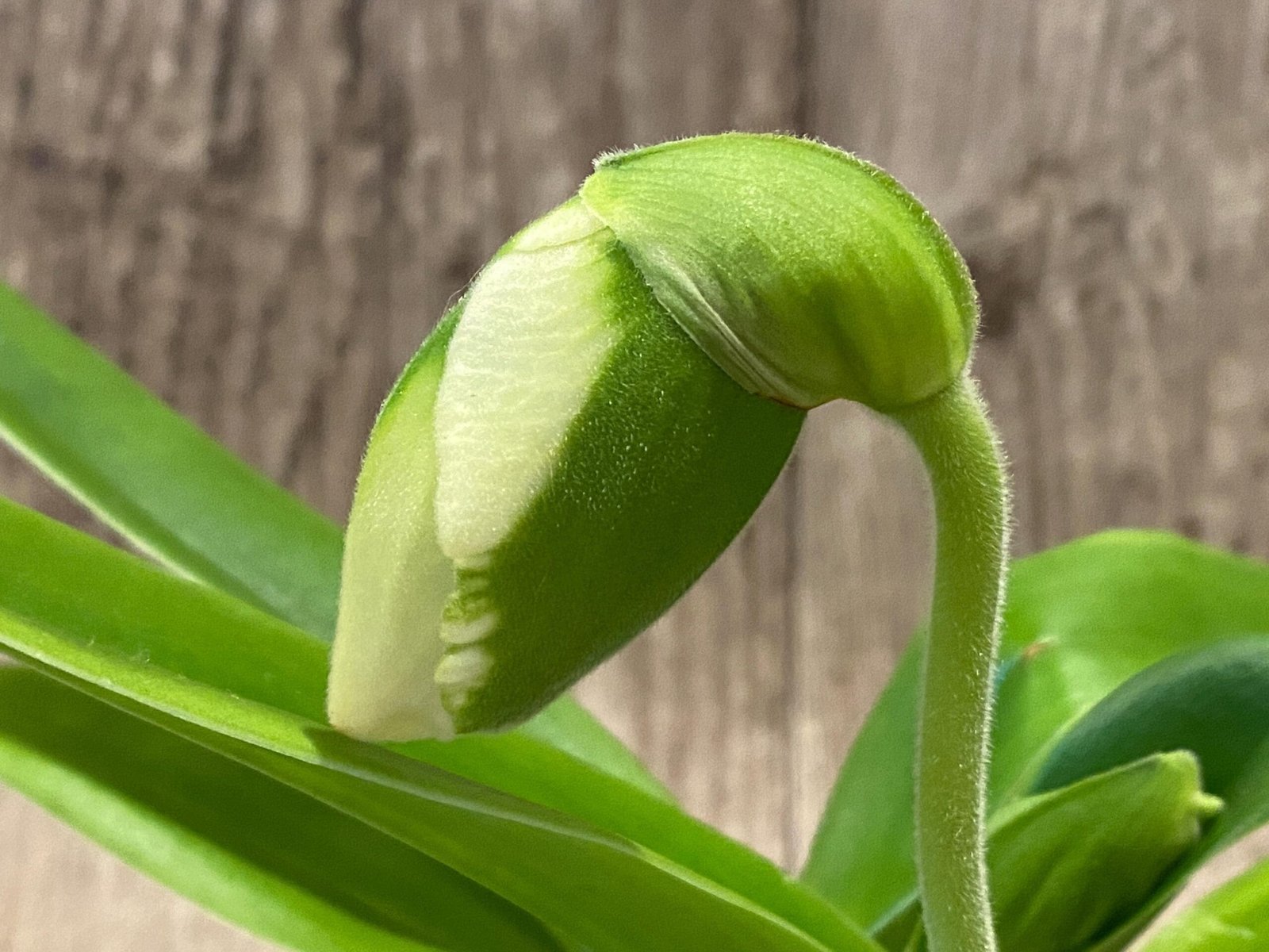 il_fullxfull.7444900715_t4e8.jpg Double Spikes Paphiopedilum Giantstone 'Sweet Baby' x Paph. Katai's Emerald 'Twin Sisters' (3.5” pot) - Image 1