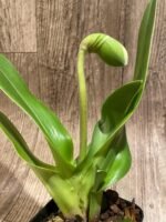 In Spike Paphiopedilum Smokestack Lightning 'Tall Yellow x Paph. Stone Lovely 'Green Angel' (3.5” pot) - Image 2