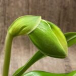 In Spike Paphiopedilum Sumiyoshi ‘Double Tree' x Paph. Stone Lovely 'Green Angel' (3.5” pot)
