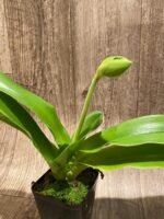 In Spike Paphiopedilum Store Valley 'Green Diamond' x Paph. Stone Lovely 'Clean Green’ (3.5” pot) - Image 2