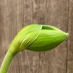 In Spike Paphiopedilum Store Valley 'Green Diamond' x Paph. Stone Lovely 'Clean Green’ (3.5” pot)