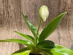 In Spike Paphiopedilum Giantstone 'Sweet Baby' x Paph. Stone Lovely 'Green Angel' (3.5” pot) - Image 3