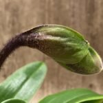 In Spike Paphiopedilum California Girl 'Free Spirit' × Paph. Thunder Cat 'Power House‘ (3.5” pot)