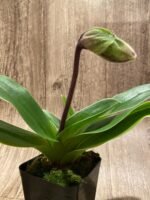 In Spike Paphiopedilum California Girl 'Free Spirit' × Paph. Thunder Cat 'Power House‘ (3.5” pot) - Image 2