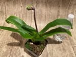 In Spike Paphiopedilum California Girl 'Free Spirit' × Paph. Thunder Cat 'Power House‘ (3.5” pot) - Image 3