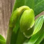 In Spike Paphiopedilum Via Muchos Moos 'Full Moon' AM/AOS x Paph. Pacific Queen 'Amber‘ + 4 New Growths (3.5” pot)