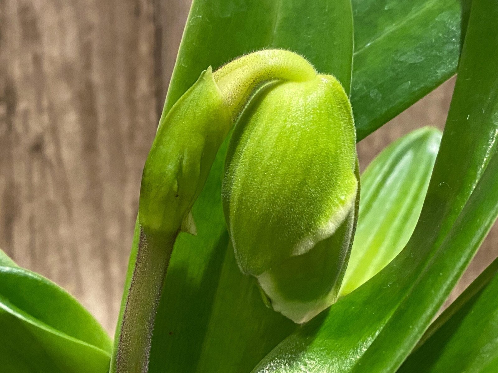 il_fullxfull.7446267881_dmvr.jpg In Spike Paphiopedilum Via Muchos Moos 'Full Moon' AM/AOS x Paph. Pacific Queen 'Amber‘ + 4 New Growths (3.5” pot) - Image 1