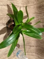 In Spike Paphiopedilum Via Muchos Moos 'Full Moon' AM/AOS x Paph. Pacific Queen 'Amber‘ + 4 New Growths (3.5” pot) - Image 4