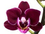 Double Spikes Phalaenopsis Lianher Cranberry (3.5" pot) - Image 2