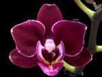 Phalaenopsis Lianher Cranberry