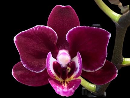 Phalaenopsis Lianher Cranberry