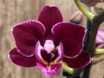 Double Spikes Phalaenopsis Lianher Cranberry (3.5" pot) - Image 3